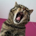 gato cantando
