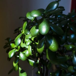 planta de jade
